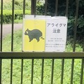 Photos: 大阪市内都市公園にアライグマって、、、