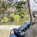 写真: 桜の木にカメラ〜今日は曇りな撮影日和、、、　　　大阪／旭区
