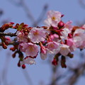 Photos: 桜～大阪／万代池公園