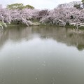 日本庭園の桜（花博記念公園鶴見緑地）