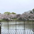 Photos: 雨の日本庭園