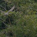 写真: 枝から飛び出すオオタカくん　大阪／堺