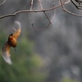 写真: 雨の中、枝から飛び出すカワセミくん　大阪／堺