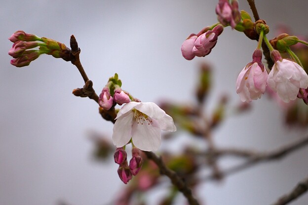 写真: 桜咲く〜ソメイヨシノ　大阪／吹田・千里南公園