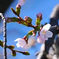 写真: 桜咲く〜ソメイヨシノ　　大阪／天王寺公園