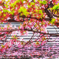 写真: 散りゆく桜も、いとおかし