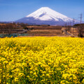 写真: 名峰まで繋がる春を呼ぶ絨毯
