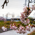 写真: 桜色に染まる超特急