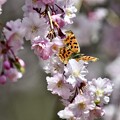 写真: 枝垂れ桜と…