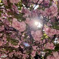写真: 桜漏れ日