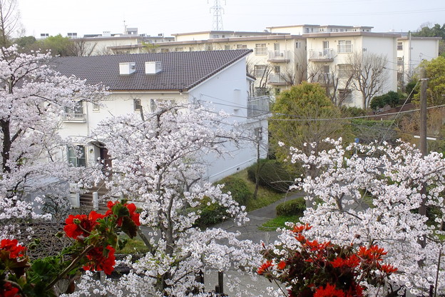 写真: 団地の窓の下の満開の桜