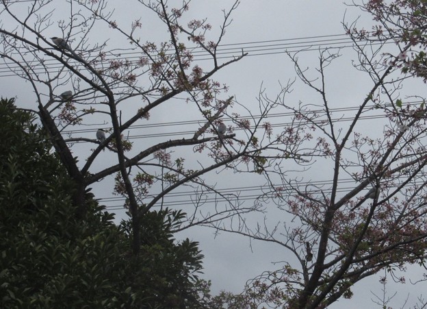 写真: 桜の花をつつきに集団で来ていた