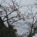 写真: 桜の花をつつきに集団で来ていた