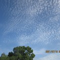 写真: イワシ雲のような