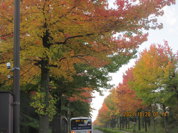 写真: アメリカ楓並木の紅葉