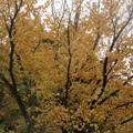 写真: 桂の木の落葉前の色気