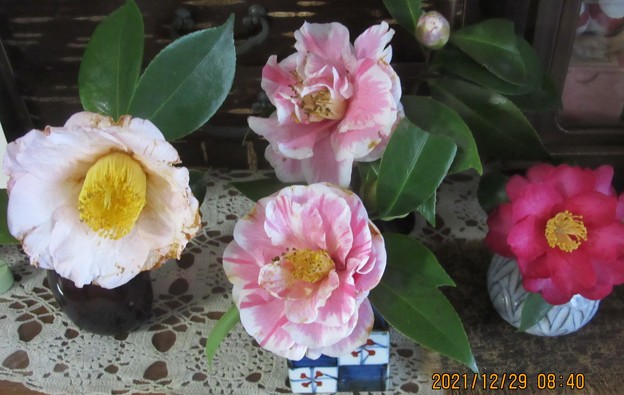 写真: 椿大輪2種類と山茶花