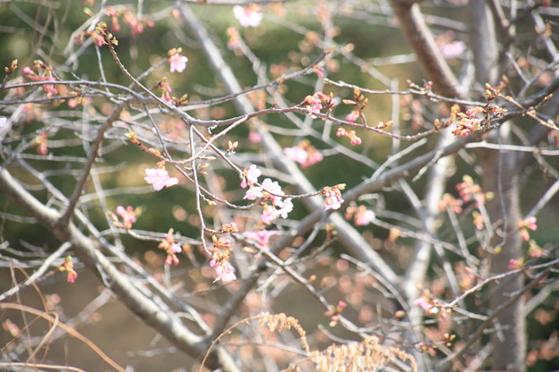 写真: 小彼岸桜開花