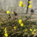 写真: ノビルのような黄色い花