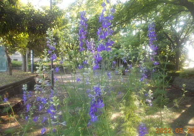 写真: 青　背が高く人参の葉っぱみたいな花