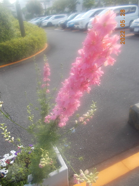 ピンク　背が高く人参の葉っぱみたいな花