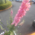 写真: ピンク　背が高く人参の葉っぱみたいな花