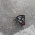 写真: きれいな蝶だと思ったのだけど