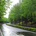 写真: 雨に洗われた新緑並木