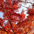 写真: 葉っぱの小さい紅葉　DSCF0134
