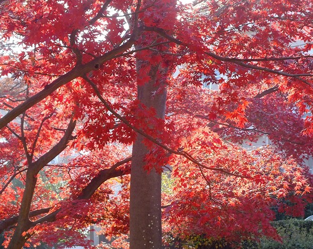 大木の濃い赤がきれいだ　DSCF0132