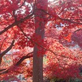 写真: 大木の濃い赤がきれいだ　DSCF0132