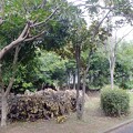 写真: 団地外周ジャングルと市の樹木　DSCF0264