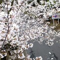 写真: 団地の桜もようやく　DSCF0305