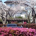 写真: 桜の下に　DSCF0323
