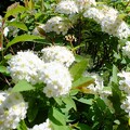 写真: 白い花が咲いてたー　DSCF0368