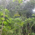 写真: タラの木と針桐　DSCF0009