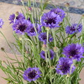 写真: きれいな紫　DSCF0010