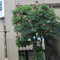 写真: 赤い花が高い街路樹の上に
