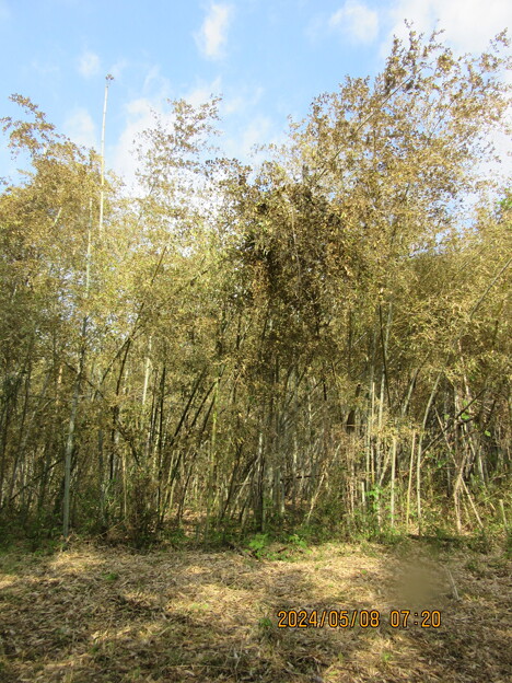 写真: 枯れたのが目立つハチクの竹林