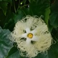 写真: カラスウリの花