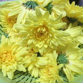 写真: 食用菊　黄色