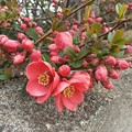 写真: ご近所のボケの花