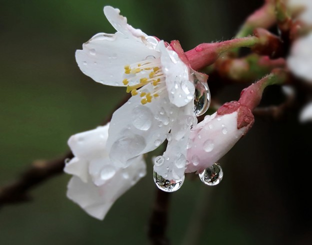 雨の豆桜      　　    IMG_3608