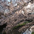 写真: 野川・天神橋より　桜