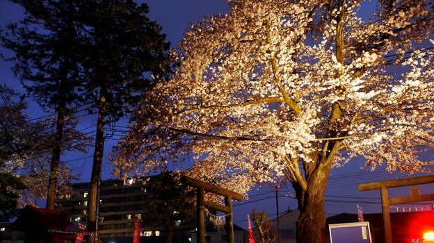 写真: 雨の濡れ夜桜！石神社の桜１