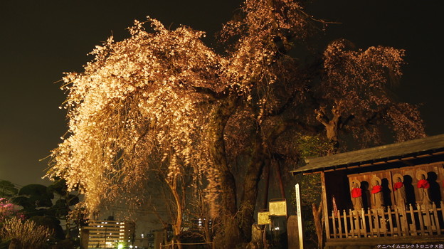 写真: 2021梅岩寺の枝垂れ桜１