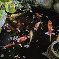 Photos: 池の錦鯉