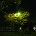 写真: 公園の夜景〜