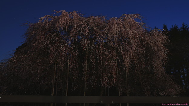 エコパークの枝垂れ桜