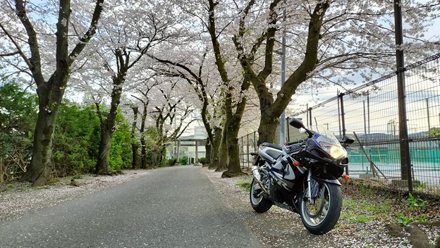 千ヶ瀬神社の桜並木